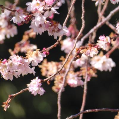 ０月桜