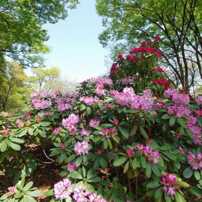 新緑と花のコントラストが素晴らしい
