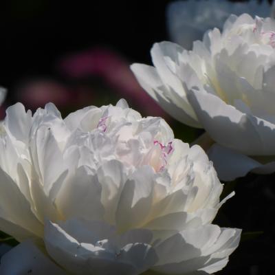 芍薬