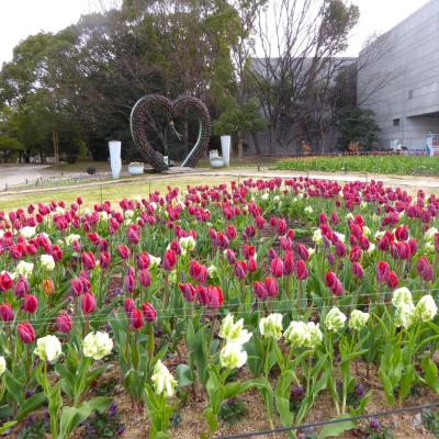 チューリップ