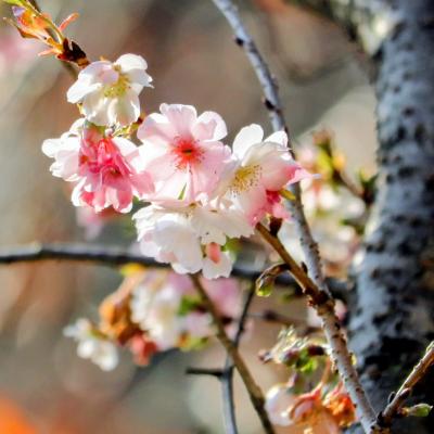 ジュウガツザクラ