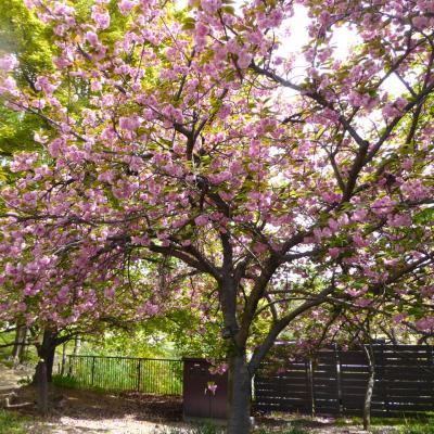 桜