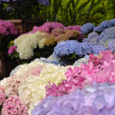 紫陽花