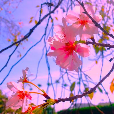 十月桜