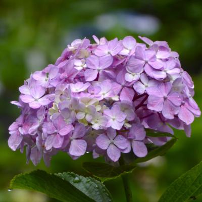 紫陽花