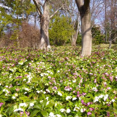 クリスマスローズ