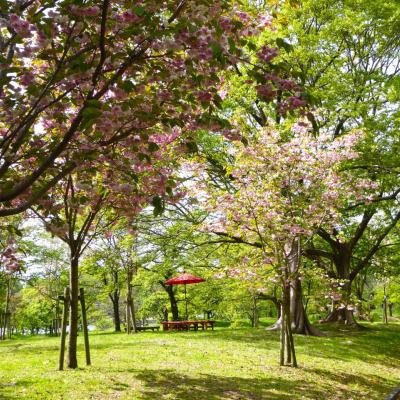 桜