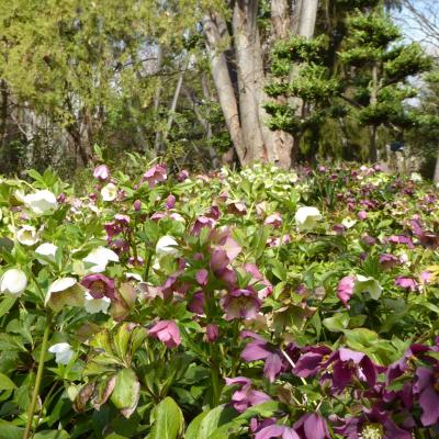 クリスマスローズ