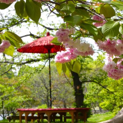 桜