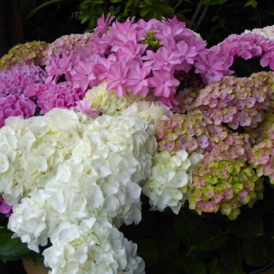 紫陽花