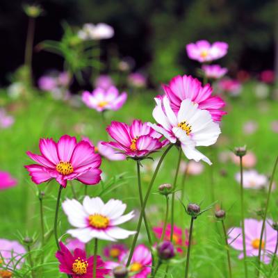 コスモス
