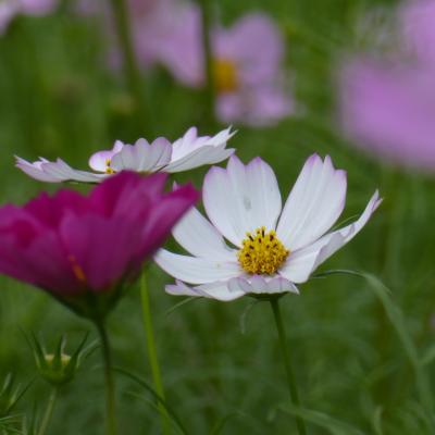 コスモス