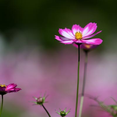 秋桜