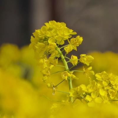 菜の花