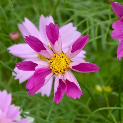 コスモス