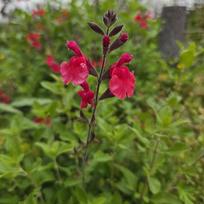 チェリーセージ