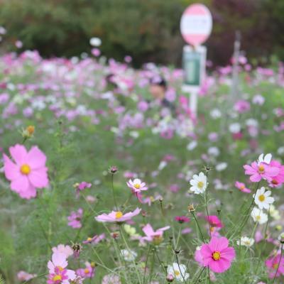 コスモス