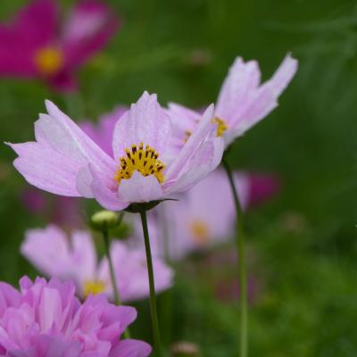 コスモス