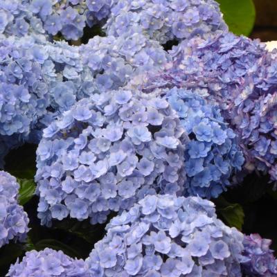紫陽花