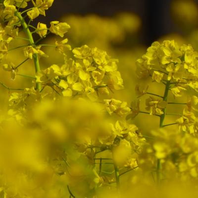 菜の花