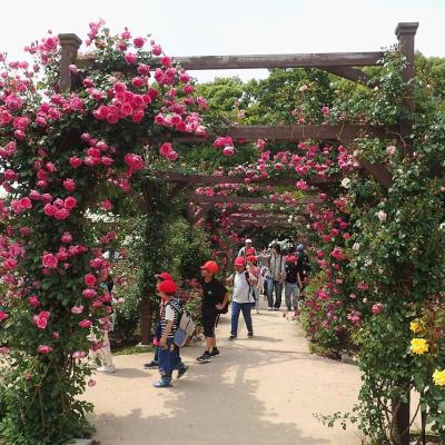 超満開のバラ園