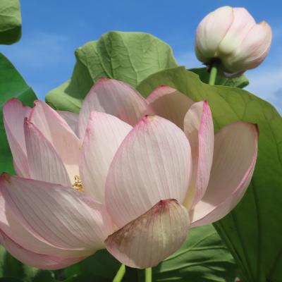 蓮の花