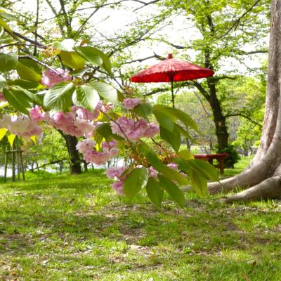 桜