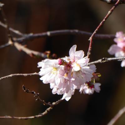 10月桜