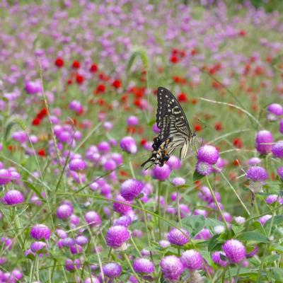 センニチコウ