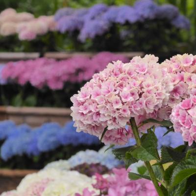 紫陽花