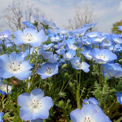 見頃が近づいたネモフィラ