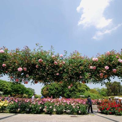 見頃が続くバラ