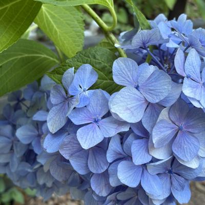 紫陽花