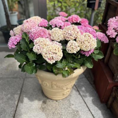 紫陽花