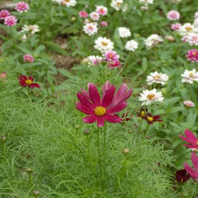 コスモス