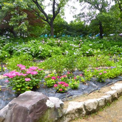 紫陽花