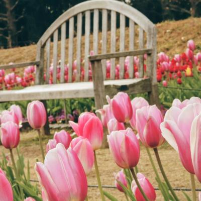 アイスチューリップ