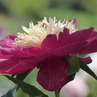 芍薬