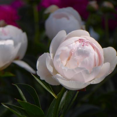 芍薬