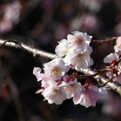 10月桜