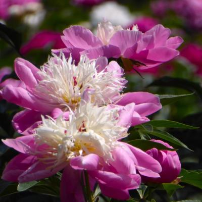 芍薬