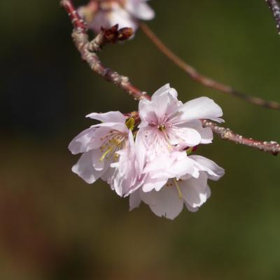 10月桜