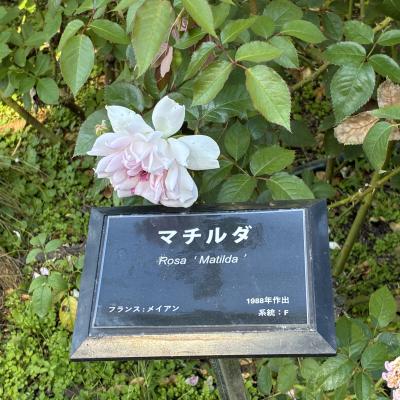 バラ(マチルダ)