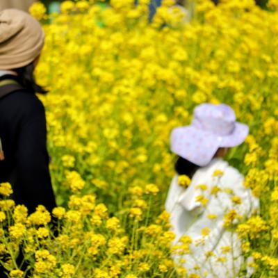 菜の花