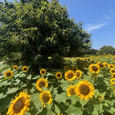 向日葵と栗の木