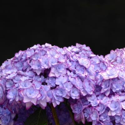 紫陽花