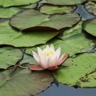 睡蓮