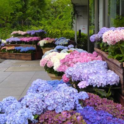 紫陽花