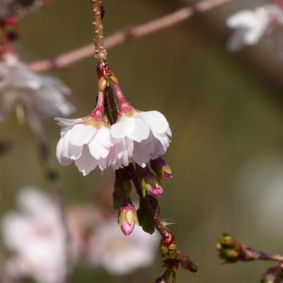 10月桜