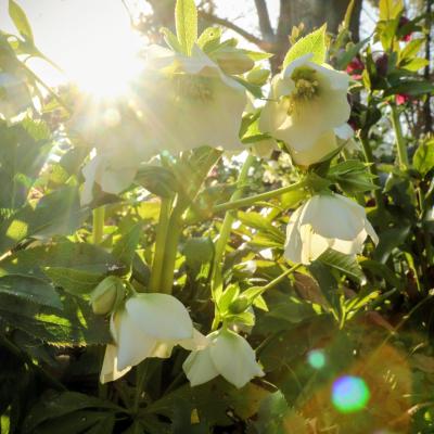 クリスマスローズ